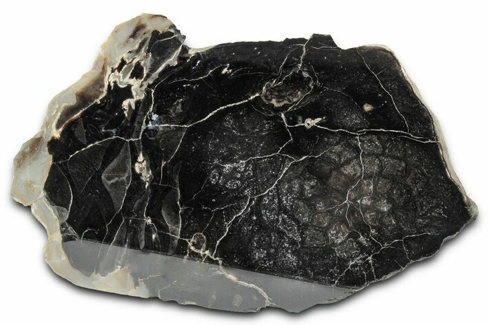 Polished Petrified Cycad (Cycadales) Cone Fossil - Utah #360218